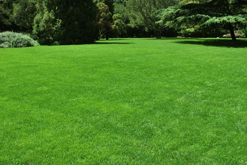 Lawn Leveling detail